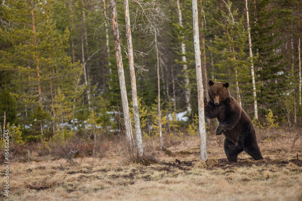 Orso Bruno Ursus Arctos Orso Bruno Ursus Arctos