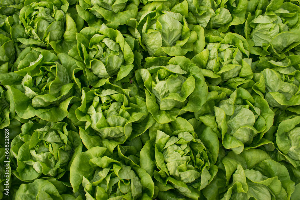 Lettuce Lettuce