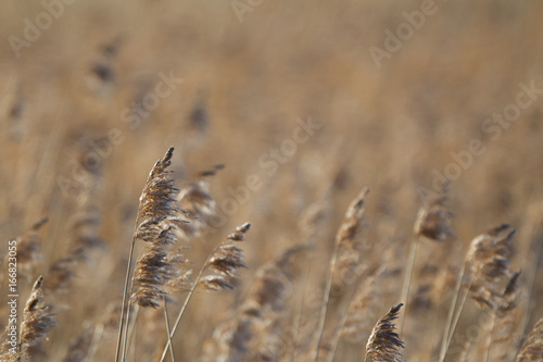 Steppa Finlandia campo coltivato photo