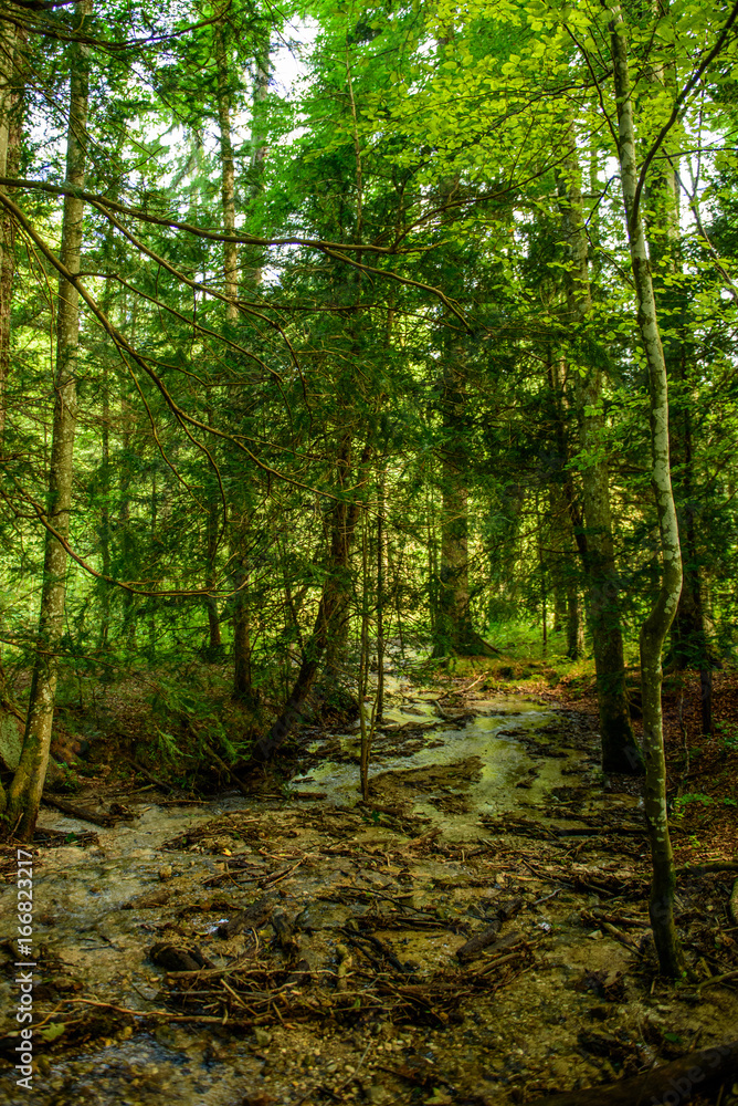 Fototapeta premium Eibenwald in Bayern