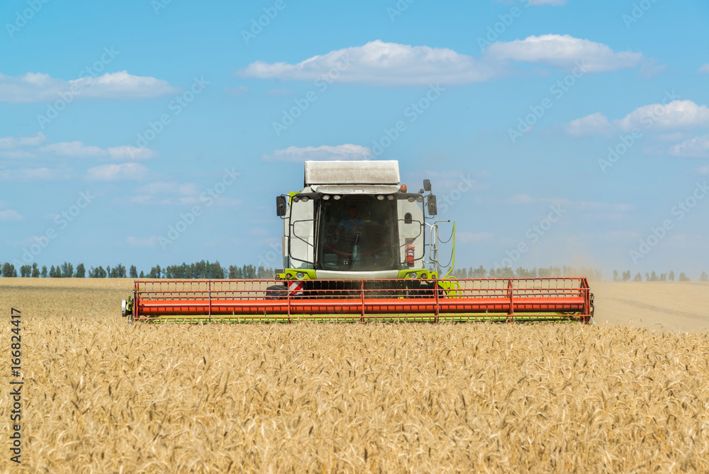 Fototapeta premium Combine harvester works at wheat field, Russia
