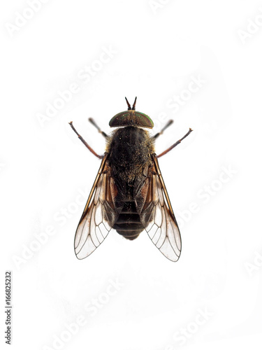 Bullish horsefly (Tabanus bovinus) isolated on white background, cleg, gadfly photo