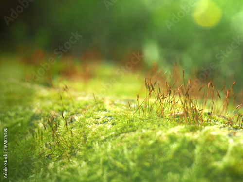 Polytrichum commune. Texture of green moss on summer sunlight, macro. Soft beautiful nature abstract, foliage sunny background
