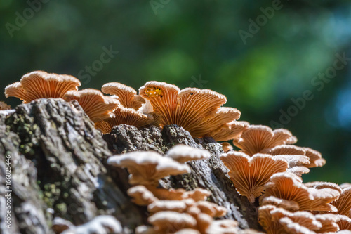 Inedible mushroom Melanistic ordinary ( lat. Schizophyllum commune ) photo