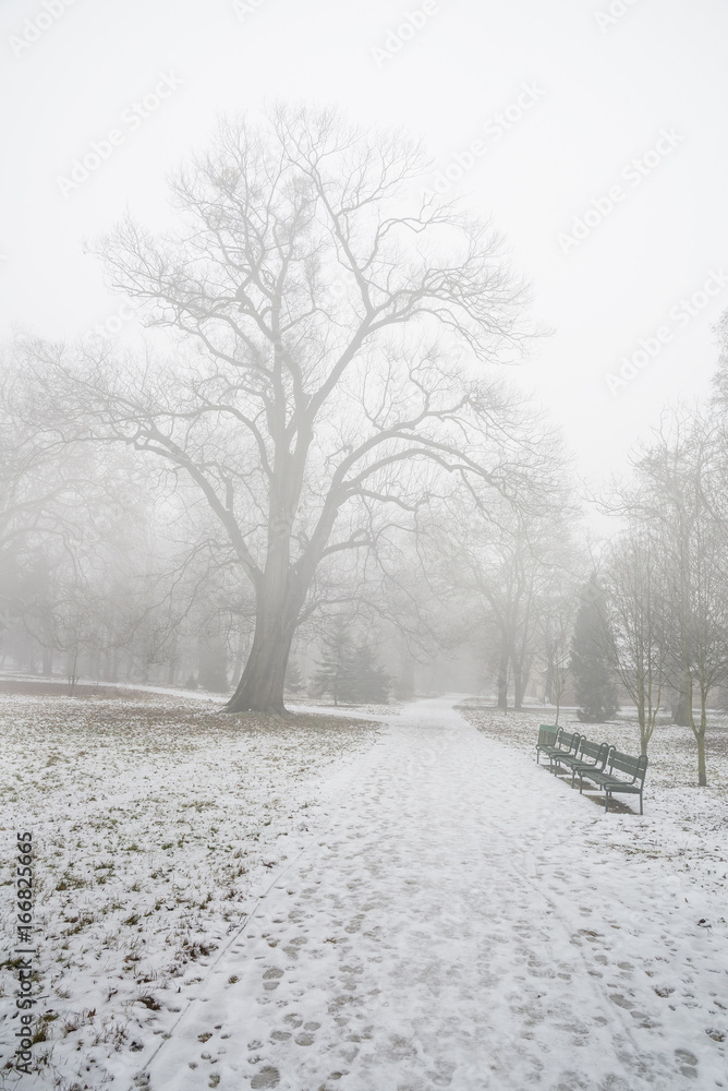 Obraz premium Empty park in the winter after the first snow in the fog