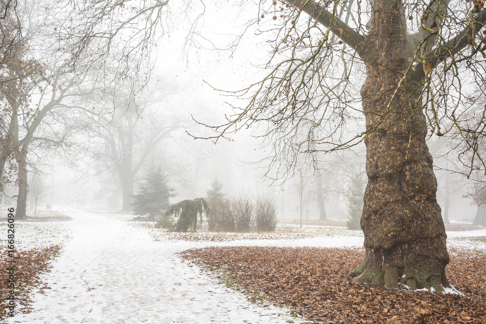 The rare tree in the winter in park after first snow in fog The rare tree in the winter in park after first snow in fog