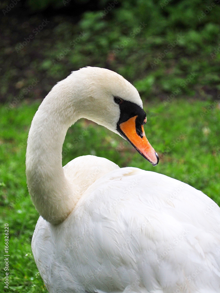 Obraz premium Portrait of a white swan, cygnus olor on a green background