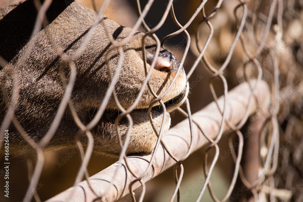 An animal's nose behind a fence at the zoo An animal's nose behind a fence at the zoo