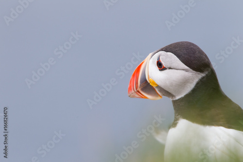 Pulcinella di mare fratercula arcaica alcidae photo