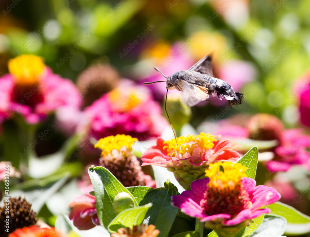 Butterfly in flight gathers nectar from flowers Butterfly in flight gathers nectar from flowers
