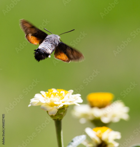Butterfly in flight gathers nectar from flowers