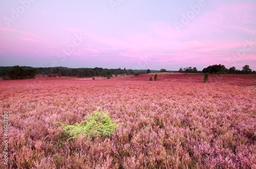 pink meadow with flowering heather