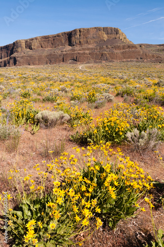 Wildflowers Steamboat Rock Eastern Washington photo