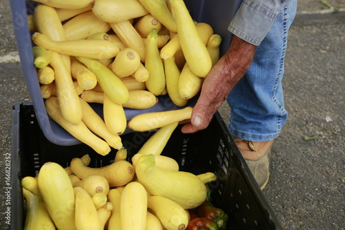 Yellow summer squash being transferred from one bin to another by a farmer at the Farmers Market