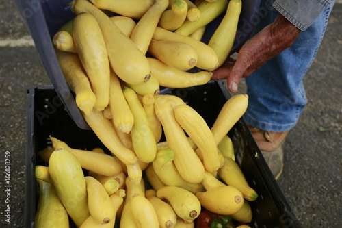 Yellow summer squash being transferred from one bin to another by a farmer at the Farmers Market