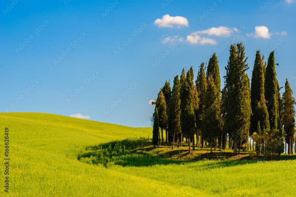Cypress trees and green field against blue sky