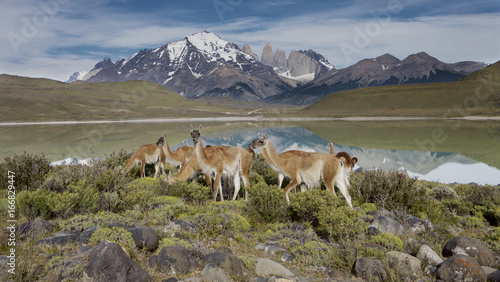 Guanaco (Lama guanicoe) herd with the Torres in the background, Torres del Paine NP, Chile.