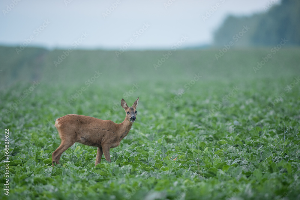 Une chevrette de profil mange dans un champs de betteraves. Capreolus capreolus. Une chevrette de profil mange dans un champs de betteraves. Capreolus capreolus.