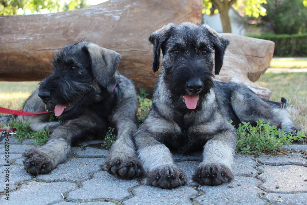 Giant Schnauzer Puppies