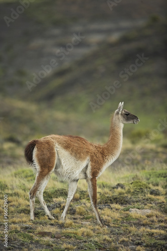 guanaco  Lama guanicoe 
