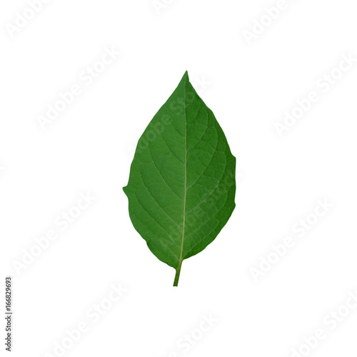 green leaf on white background © krungchingpixs