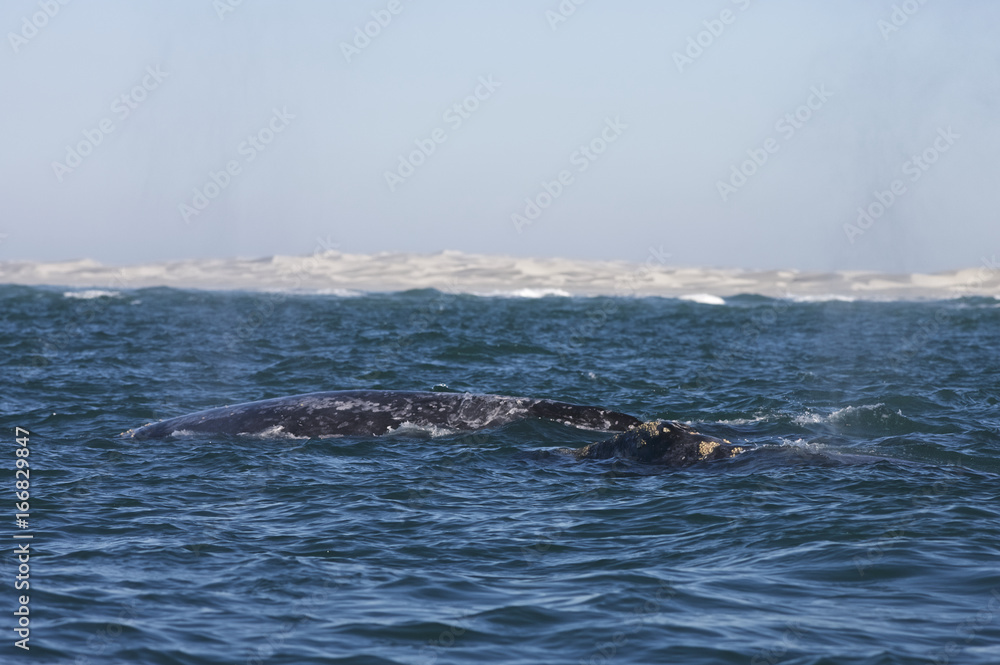 Fototapeta premium California gray whale (Eschrichtius robustus) in the waters of Ojo de Liebre Lagoon, Guerrero Negro, Baja California Sur, Mexico.