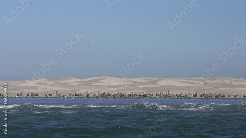 Brown Pelican (Pelecanus occidentalis californicus) and dunes, Guerrero Negro, Baja California Sur