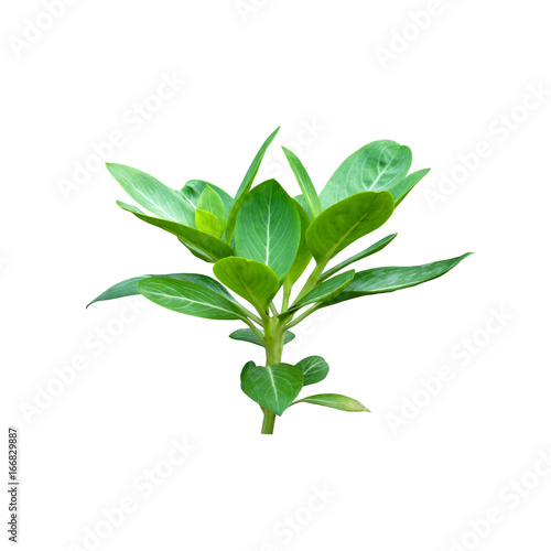 young tree on white background