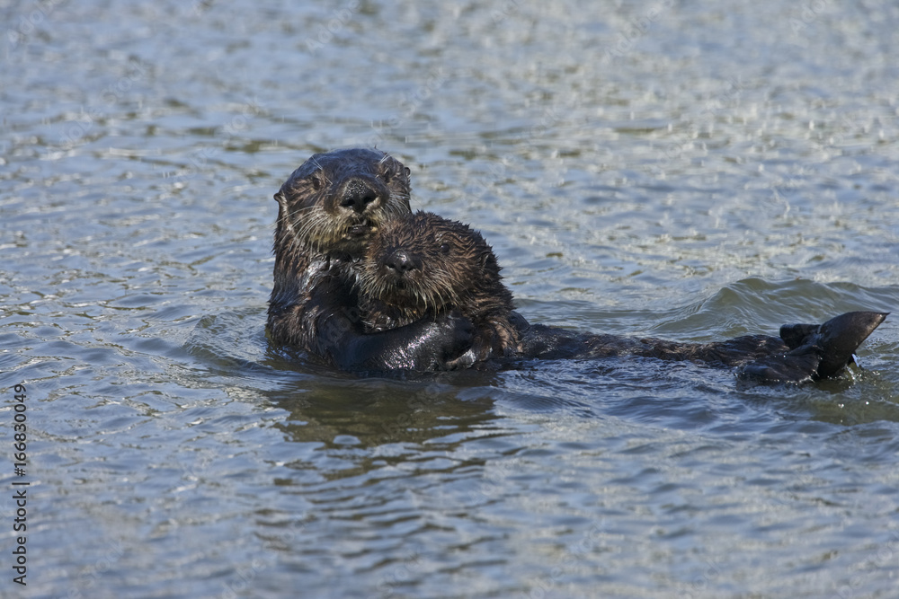 Sea otter (Enhydra lutris), Monterrey Bay, California