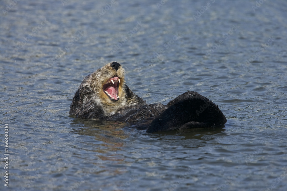 Sea otter (Enhydra lutris), Monterrey Bay, California Sea otter (Enhydra lutris), Monterrey Bay, California