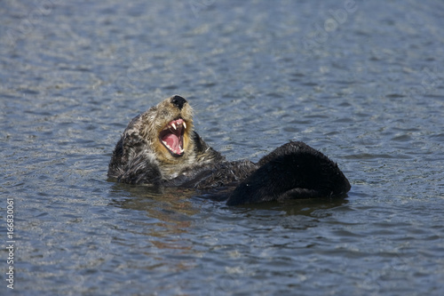 Sea otter (Enhydra lutris), Monterrey Bay, California © Enrique