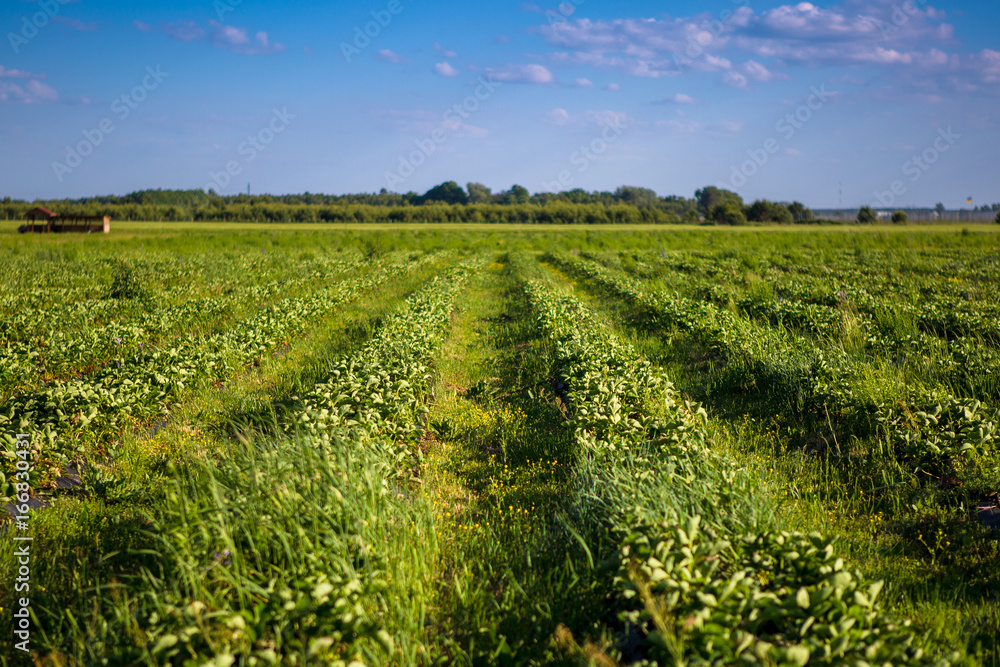 Rows of Strawberry plants in a strawberry field