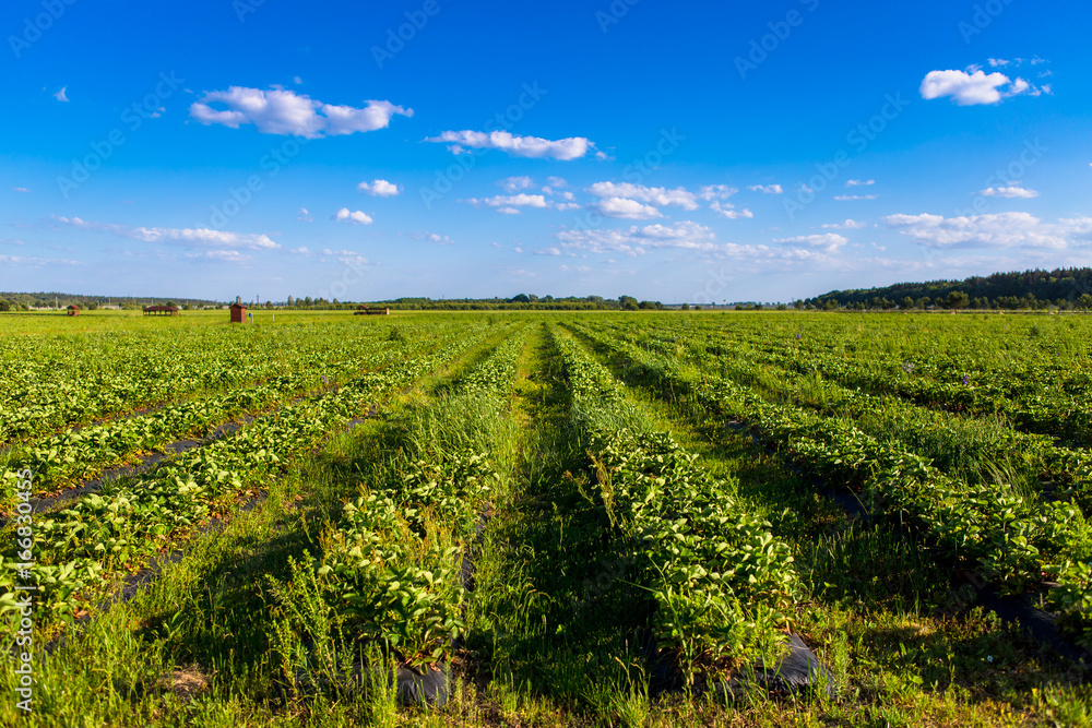 Rows of Strawberry plants in a strawberry field