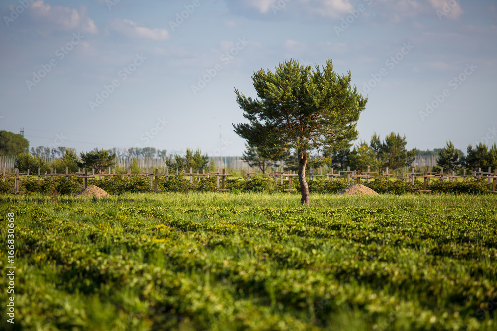 Fototapeta premium Rows of Strawberry plants in a strawberry field