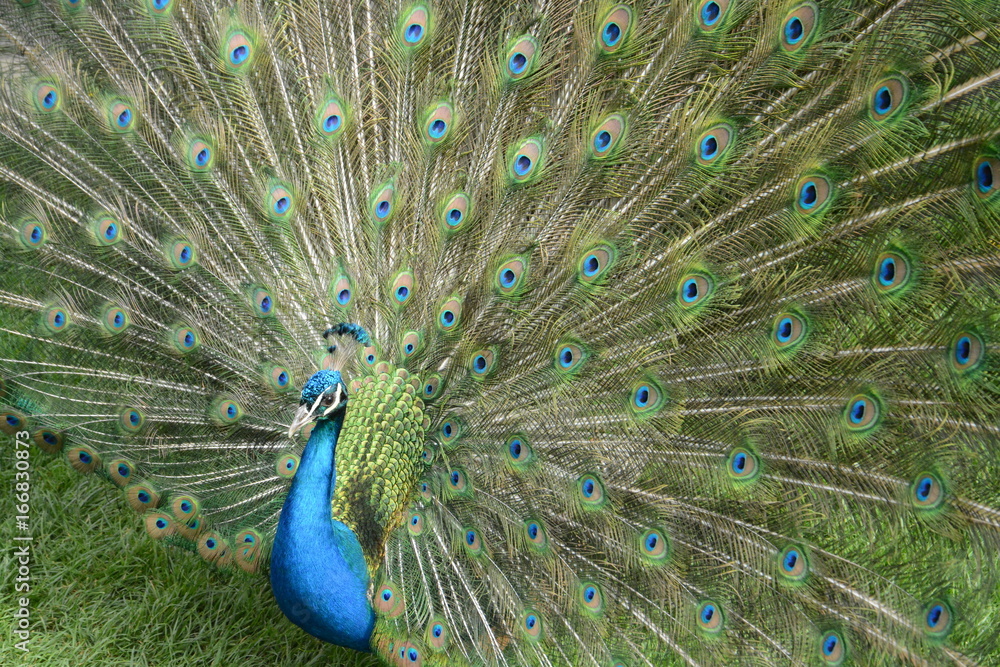 Naklejka premium Pfau Pfauenrad Zoo Stuttgart Wilhelma