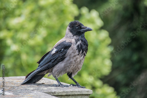 Corvus corone, black and grey carrion crow
