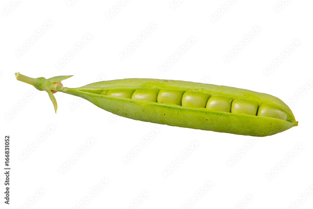 Green pea (Pisum sativum) on a white background Green pea (Pisum sativum) on a white background