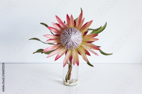 King Protea