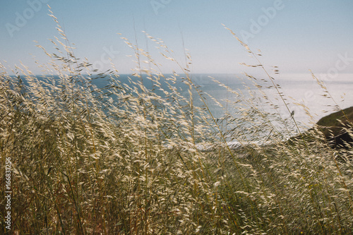 Plakat windy grass