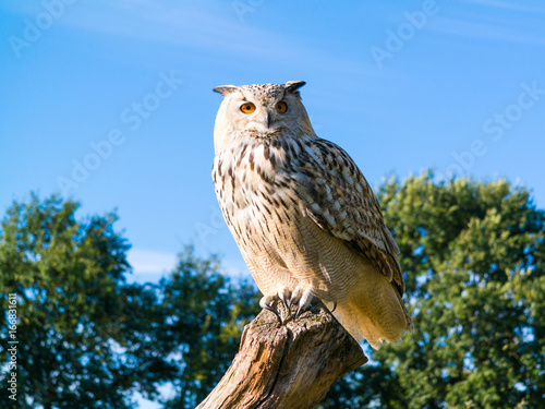 Portrait of Siberian eagle owl, Bubo Bubo sibiricus, perching on tree trunk photo