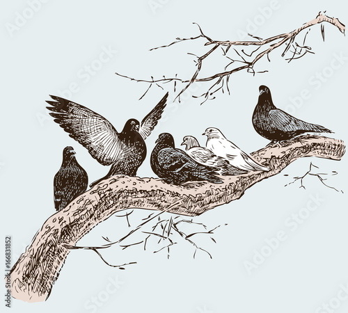 the pigeons on the tree branch in the spring day