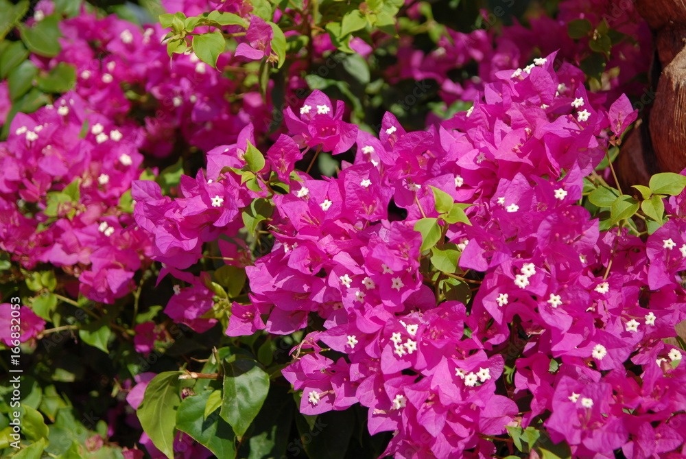 flower flower