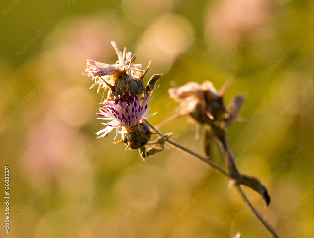 Prickly plant in the wild Prickly plant in the wild