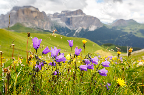 Flowers on meadows above Val di Fassa valley, Dolomites, Italy