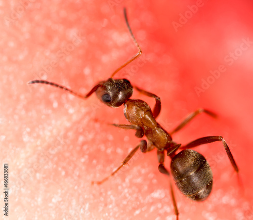 An ant on a red watermelon