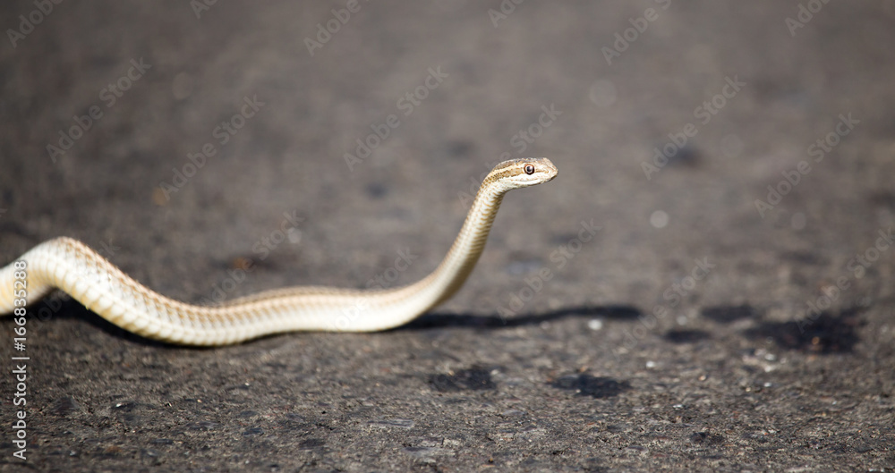 The snake crawls across the road in the city The snake crawls across the road in the city