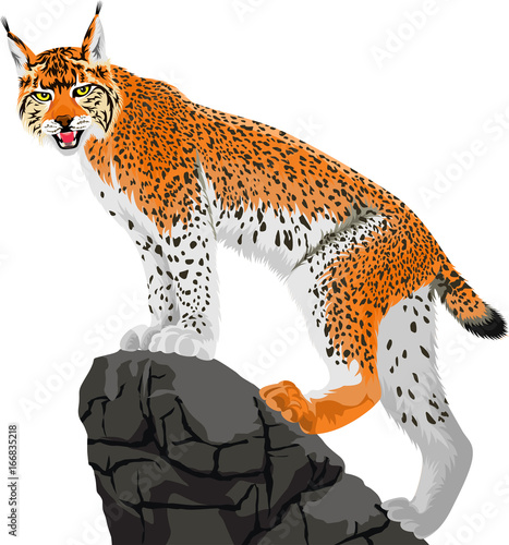 vector wild lynx