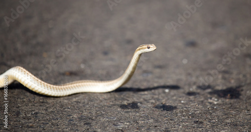 The snake crawls across the road in the city