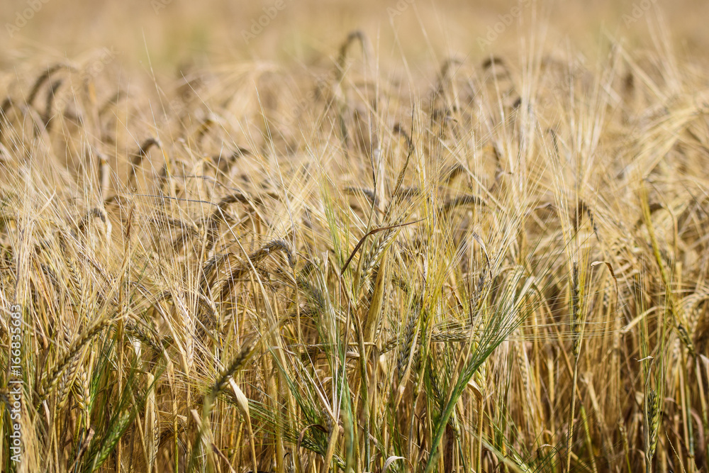 Agriculture landscape of wheat grain cereal in field ready for harvest Agriculture landscape of wheat grain cereal in field ready for harvest