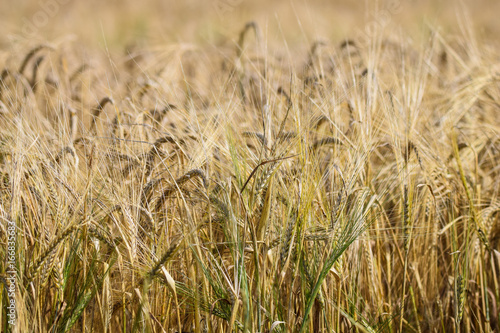 Agriculture landscape of wheat grain cereal in field ready for harvest